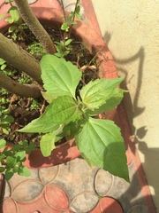 Chromolaena odorata