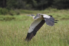 Ardea melanocephala