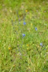 Salvia reptans