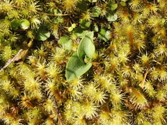 Chiloglottis cornuta