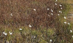 Eriophorum angustifolium