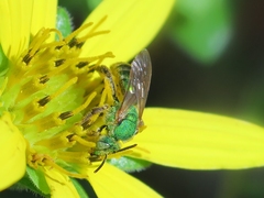 Agapostemon splendens