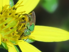 Agapostemon splendens