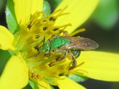 Agapostemon splendens