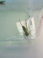 Conocephalus saltans