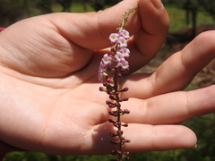 Citharexylum ligustrinum