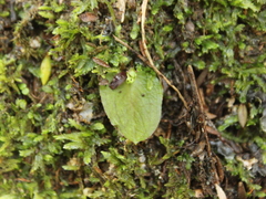 Corybas oblongus
