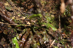 Notogrammitis billardierei