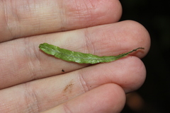 Notogrammitis billardierei