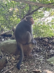Macaca cyclopis