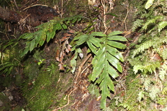Blechnum colensoi