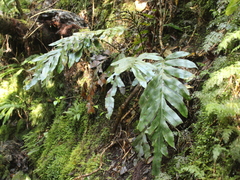 Blechnum colensoi