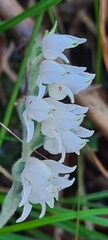 Goodyera schlechtendaliana