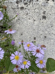 Tripolium pannonicum