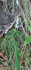 Goodyera schlechtendaliana