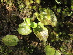 Corybas oblongus