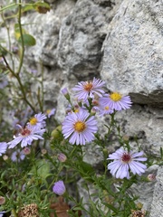 Tripolium pannonicum