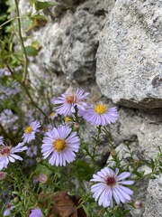 Tripolium pannonicum