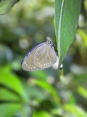 Euploea