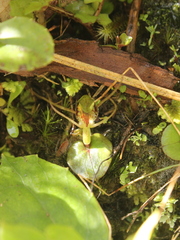 Corybas dienemus