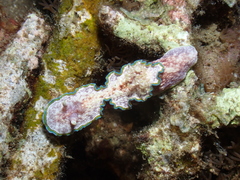 Glossodoris acosti