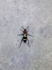 Xylotrechus rufilius