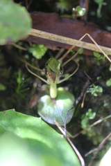 Corybas dienemus