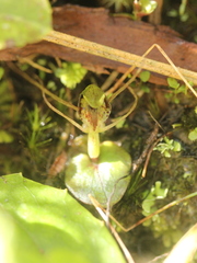 Corybas dienemus