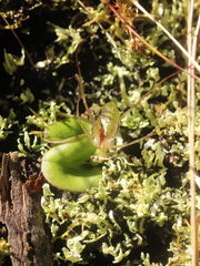 Corybas dienemus