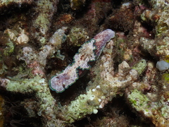 Glossodoris acosti