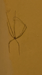 Pholcus phalangioides