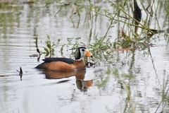 Nettapus auritus