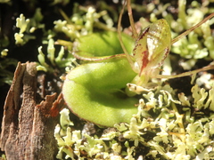 Corybas dienemus