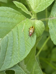 Isotes mexicana