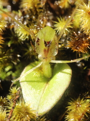 Corybas dienemus