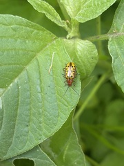 Isotes mexicana