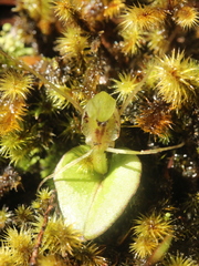 Corybas dienemus