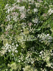 Daucus carota