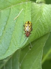 Isotes mexicana