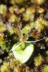 Corybas dienemus