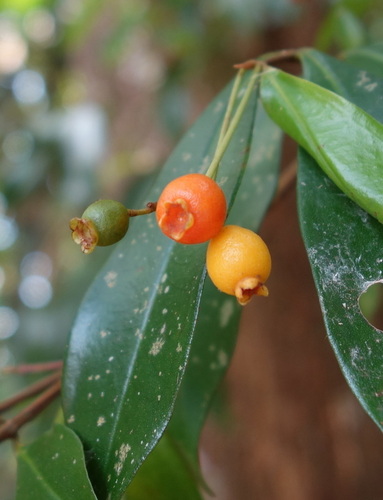 Archirhodomyrtus beckleri (F.Muell.) A.J.Scott