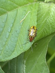 Isotes mexicana