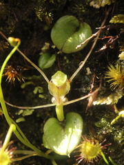 Corybas dienemus