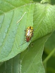Isotes mexicana