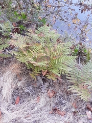 Pteridium aquilinum pubescens