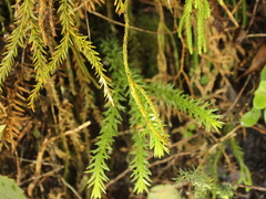 Phlegmariurus varius