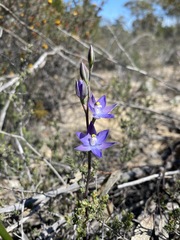 Thelymitra megcalyptra