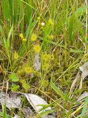 Drosera