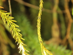 Phlegmariurus varius