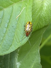 Isotes mexicana
